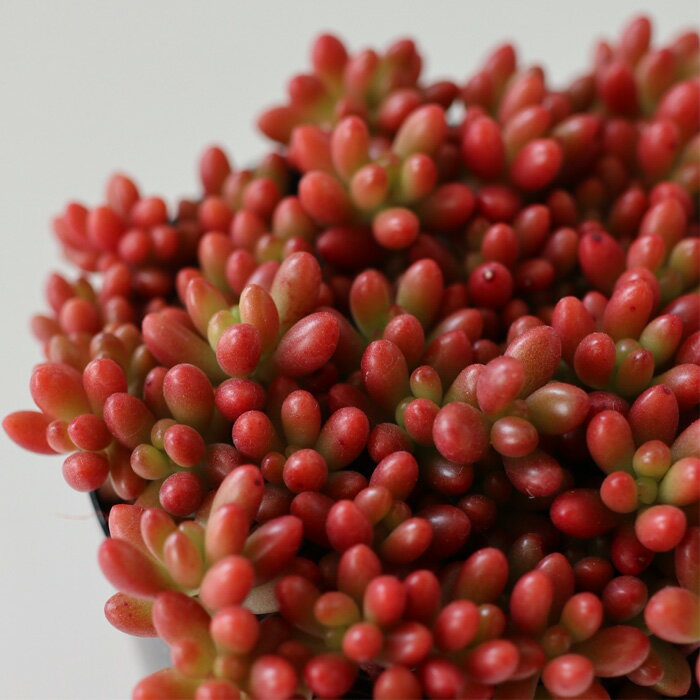 多肉植物 seセダム ばらまき虹の玉 多肉植物 ニジノタマ セダム 7.5cmポットのサムネイル