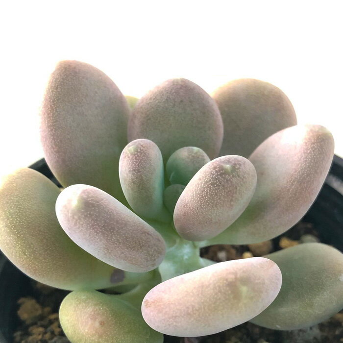 多肉植物 hmパキフィツム 星美人 多肉植物 パキフィツム 6cmポットのサムネイル