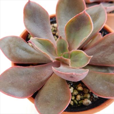 多肉植物 hmエケベリア あずき 多肉植物 6cmポットのサムネイル