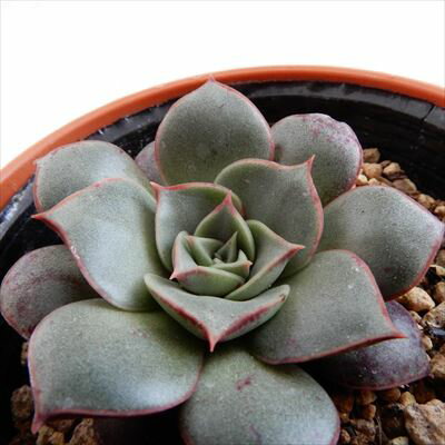 多肉植物 hmエケベリア ベルバラ バーバラ 多肉植物 6cmポットのサムネイル