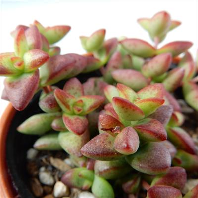 多肉植物 hmクラッスラ 彦星 多肉植物 クラッスラ 6cmポットのサムネイル