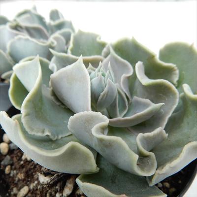 多肉植物 skエケベリア ホワイトゴースト 多肉植物 エケベリア 7.5cmポット