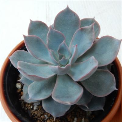 多肉植物 hmエケベリア サブセシリス 多肉植物 エケベリア 6cmポットのサムネイル
