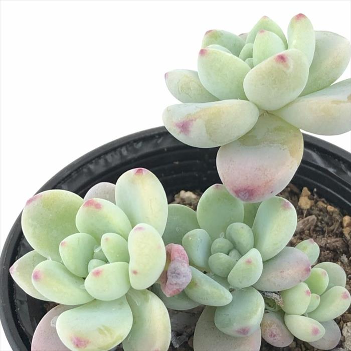 多肉植物 hmセダム ロッティー 多肉植物 セダム 6cmポットのサムネイル