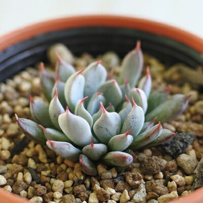 多肉植物 oriエケベリア ザラゴーサspノバ 多肉植物 エケベリア 6cmポットのサムネイル