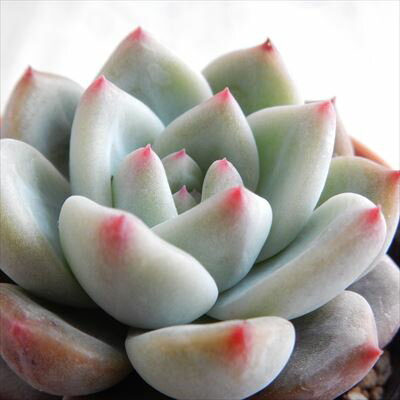 多肉植物 yukエケベリア ラウリンゼ×ロメオ 多肉植物 優木園さんの苗 送料無料 エケベリア 6cmポットのサムネイル