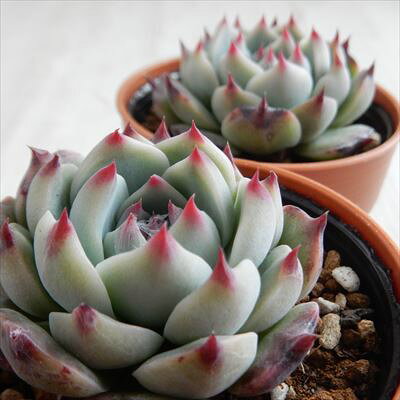 【楽天スーパーセール P5倍】 多肉植物 hmエケベリア 下山コロラータ 多肉植物 エケベリア 6cmポット