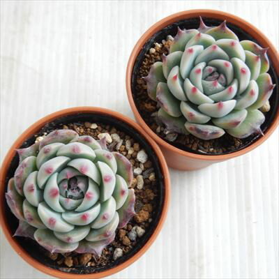 【楽天スーパーセール P5倍】 多肉植物 hmエケベリア 下山コロラータ 多肉植物 エケベリア 6cmポット