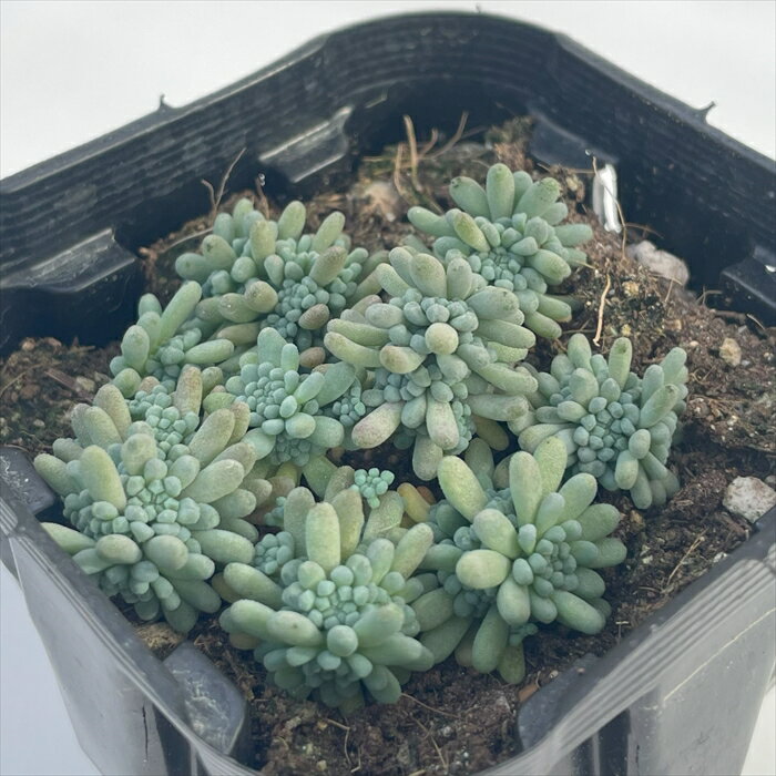 多肉植物 seセダム ルベンスリザード 多肉植物 セダム 9cmポットのサムネイル