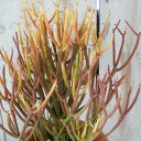 ユーフォルビア ミルクブッシュ スティックオブファイヤー 多肉植物 ユーフォルビア 6号鉢 ユーフォルビア ミルクブッシュ スティックオブファイヤー 多肉植物 ユーフォルビア 6号鉢