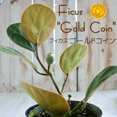 緑のある暮らしフィカス ゴールドコイン 4号鉢 ゴムの木 観葉植物