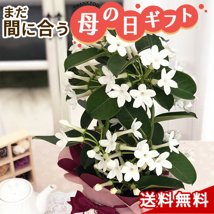 マダガスカルジャスミンの育て方 花後の管理や挿し木のコツを紹介 Botanica