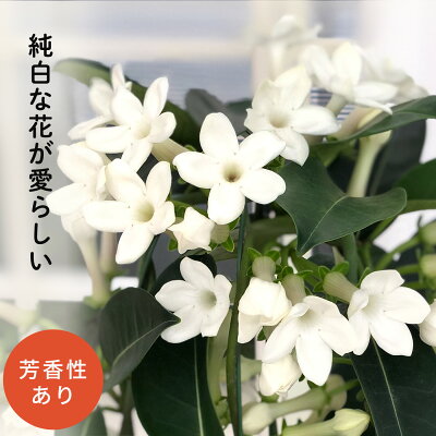 マダガスカルジャスミンの育て方 花後の管理や挿し木のコツを紹介 Botanica マダガスカルジャスミンの育て方 花後の管理や挿し木のコツを紹介 Botanica