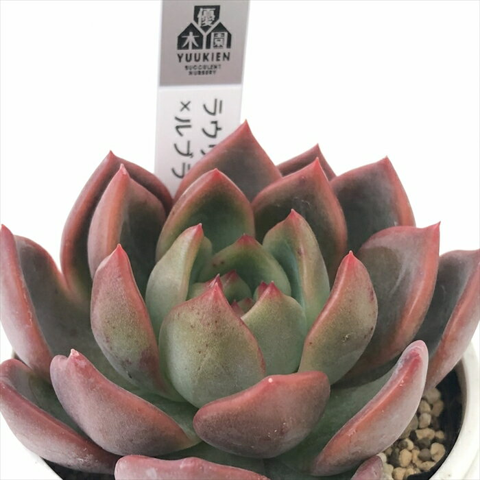 多肉植物 yukエケベリア ラウリンゼ×ルブラ 多肉植物 優木園さんの苗 送料無料 エケベリア 6cmポットのサムネイル
