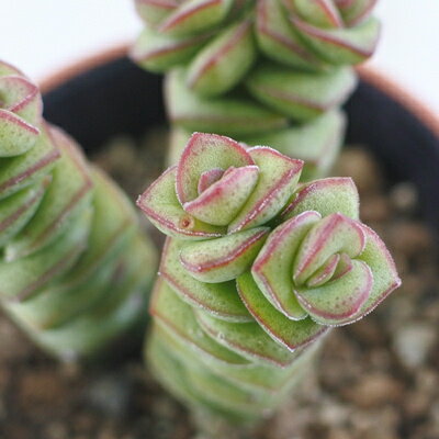 多肉植物 hmクラッスラ 数珠星 多肉植物 クラッスラ 6cmポットのサムネイル