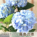 四季咲あじさい 霧島の恵 アジサイ 登録品種 紫陽花 9cmポット苗