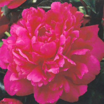 宿根草の咲く庭 西洋芍薬 カンサス 宿根草苗 12cmポット ガーデニング 多年草のサムネイル