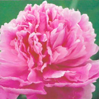 宿根草の咲く庭 西洋芍薬 ドクターアレキサンダーフレミング 宿根草苗 12cmポット ガーデニング 多年草のサムネイル