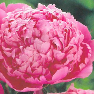 宿根草の咲く庭 西洋芍薬 ムッシュジュールエリー 宿根草苗 12cmポット ガーデニング 多年草のサムネイル