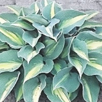 宿根草の咲く庭 ホスタ キャサリン 宿根草苗 大苗12cmポット ガーデニング 多年草のサムネイル