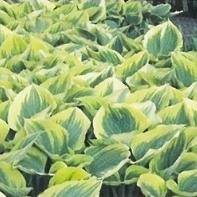 予約販売 宿根草の咲く庭 ホスタ リバティ 宿根草苗 大苗12cmポット ガーデニング 多年草 hys4 11月中旬以降発送のサムネイル