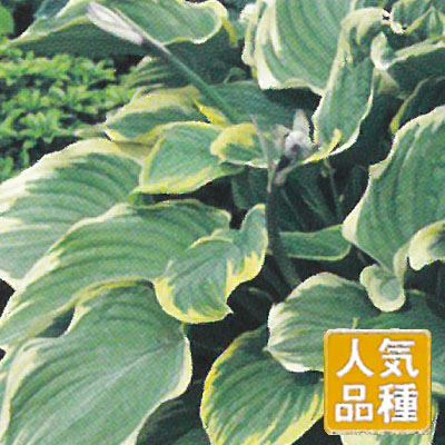 予約販売 宿根草の咲く庭 ホスタ 寒河江 宿根草苗 大苗12cmポット ガーデニング 多年草 11月中旬以降発送のサムネイル