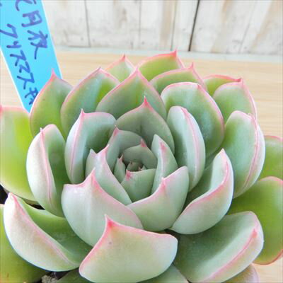 多肉植物 oriエケベリア 花月夜×クリスマスキャロル 多肉植物 おらいさん苗 送料無料 エケベリア 6cmポットのサムネイル