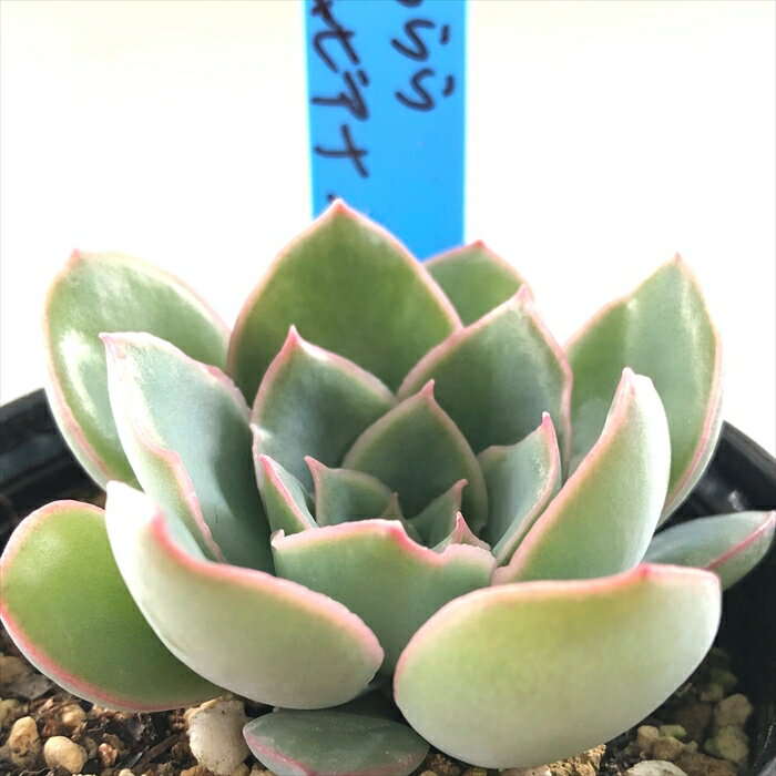 多肉植物 oriエケベリア 花うらら×シャビアナペレグリナ 多肉植物 おらいさん苗 送料無料 エケベリア 6cmポットのサムネイル