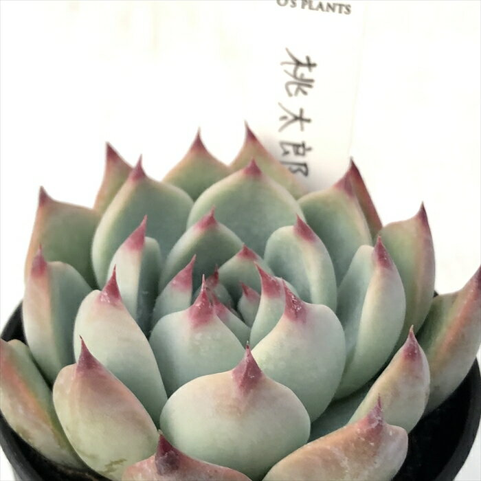 多肉植物 O’sエケベリア 桃太郎 多肉植物 O’s PLANTS オーズプランツさん苗 エケベリア 6cmポットのサムネイル