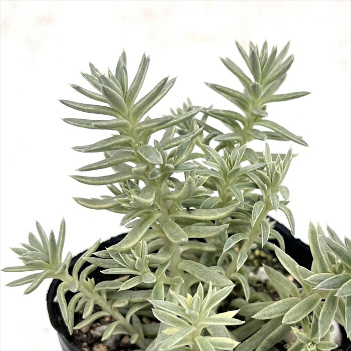 多肉植物 seセダム カメレオン錦 多肉植物 セダム 9cmポットのサムネイル