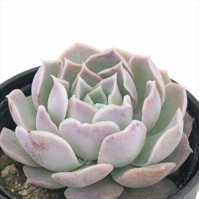 多肉植物 hmエケベリア ヒアリナ×シムランスラグナサンチョス 多肉植物 エケベリア 6cmポットのサムネイル