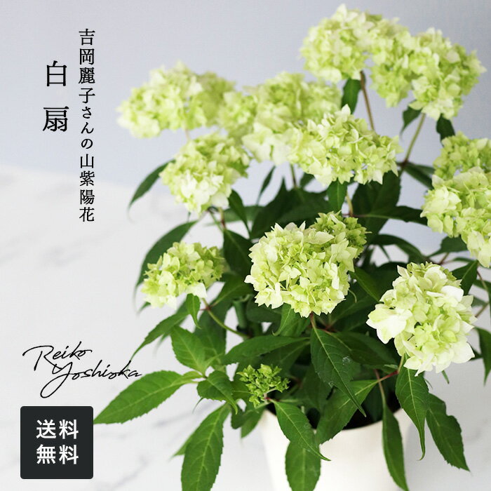 吉岡麗子さんの山アジサイ 白扇 ハクセン 4号鉢 送料無料 ヤマアジサイ 山紫陽花 ギフトプレゼントのサムネイル