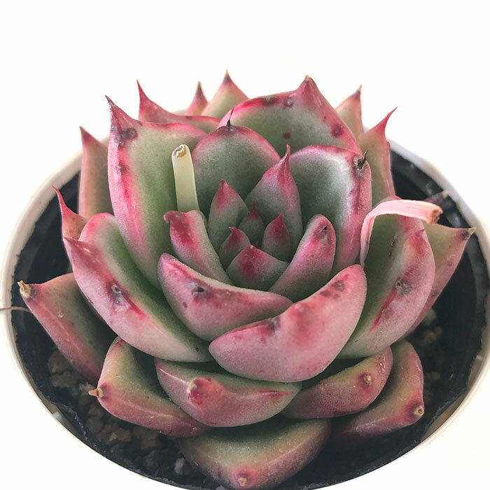 多肉植物 hmエケベリア ジャイアントピンク 多肉植物 エケベリア 6cmポットのサムネイル