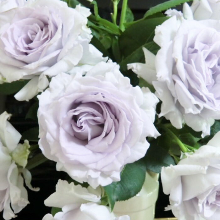 予約販売 バラ苗 バラ大苗 河本バラ園 亜欧 品種登録出願中 四季咲き 薔薇 ばら 送料無料 白 hao 12月上旬以降発送のサムネイル