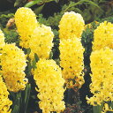 予約販売 球根 ヒヤシンス 黄色 福花園 2球 fke 10月中旬以降発送