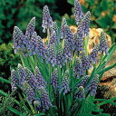 予約販売 球根 ムスカリ アルメニアカムブルー 福花園 8球 fke 10月中旬以降発送