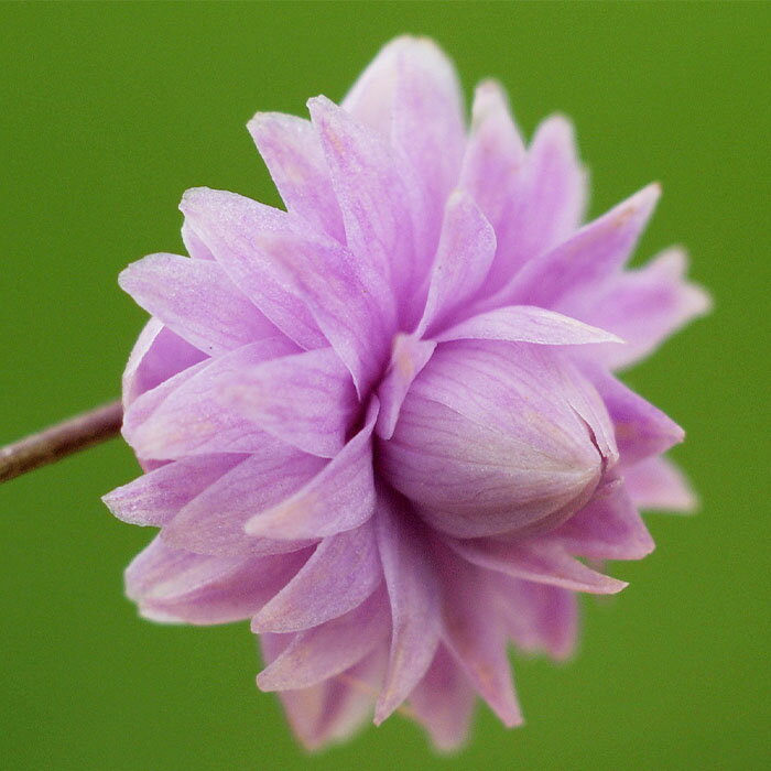 予約販売 タリクトラム 苗 ヒューイットダブル 10.5cmポット 八重カラマツソウ 多年草 ガーデニング 花苗 宿根草苗 pws 11月中旬以降発送のサムネイル