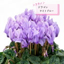 予約販売 シクラメン 苗 ドラゴン ライトブルー 9cmポット 花苗 ガーデニング 苗 prw 11月下旬以降発送