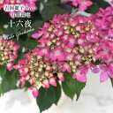 予約販売 吉岡麗子さんの山アジサイ 十六夜 いざよい 9cmポット 品種登録出願中 ぽじさい 苗 花苗 苗木 山あじさい ヤマアジサイ 山紫陽花 yos 10月下旬以降発送