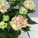 予約販売 吉岡麗子さんの山アジサイ てててまり ピンク 品種登録出願中 9cmポット ぽじさい 苗 花苗 苗木 山あじさい ヤマアジサイ 山紫陽花 yos 10月下旬以降発送