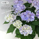 予約販売 吉岡麗子さんの山アジサイ てててまり ブルー 品種登録出願中 9cmポット ぽじさい 苗 花苗 苗木 山あじさい ヤマアジサイ 山紫陽花 yos 10月下旬以降発送