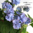 予約販売 吉岡麗子さんの山アジサイ 九重麗華 ブルー 9cmポット ぽじさい 苗 花苗 苗木 山あじさい ヤマアジサイ 山紫陽花 yos 10月下旬以降発送