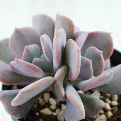 多肉植物 skエケベリア キュービックフロスト 多肉植物 エケベリア 7.5cmポットのサムネイル