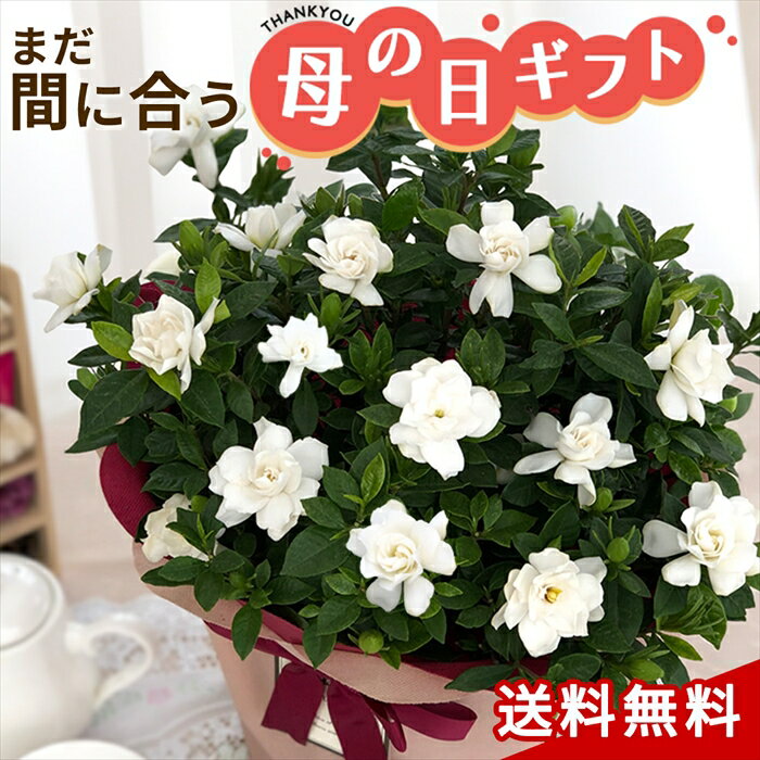 【まだまだ間に合う】母の日 2023 ガーデニア 八重咲きクチナシ 5号鉢 送料無料 母の日ギフト 母の日 プレゼント 花 鉢植えのサムネイル