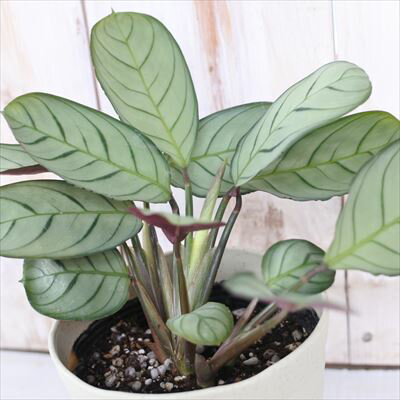カラテア マランタ アマグリス 観葉植物 4号鉢のサムネイル