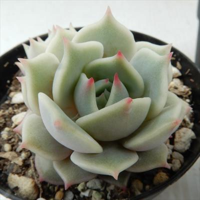 多肉植物 skエケベリア ローラ 多肉植物 エケベリア 7.5cmポット
