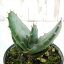 sdアロエ フォロックス ferox 多肉植物 アロエ 6cmポット