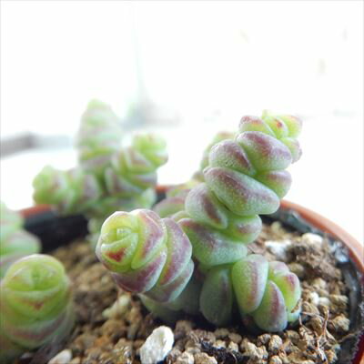 多肉植物 hmクラッスラ 清星 多肉植物 クラッスラ 6cmポットのサムネイル