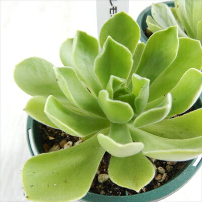 多肉植物 sdアエオニウム レモネード 多肉植物 アエオニウム 7.5cmポットのサムネイル
