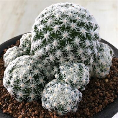 多肉植物 osマミラリア 姫春星 おもしろ多肉植物のサムネイル